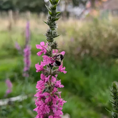 Traumkrone - Abendrot