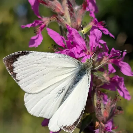 Traumkrone - Abendrot Апартаменты *