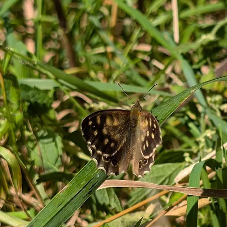 Traumkrone - Abendrot Апартаменты Шортенс