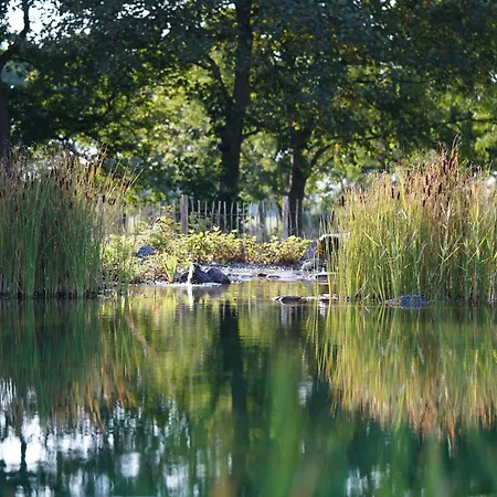 Traumkrone - Abendrot * ショルテンス