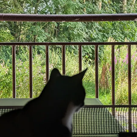 Traumkrone - Abendrot