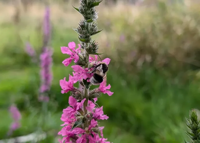 Traumkrone - Abendrot
