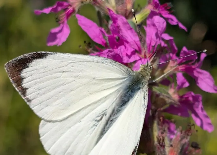Traumkrone - Abendrot Apartamento *