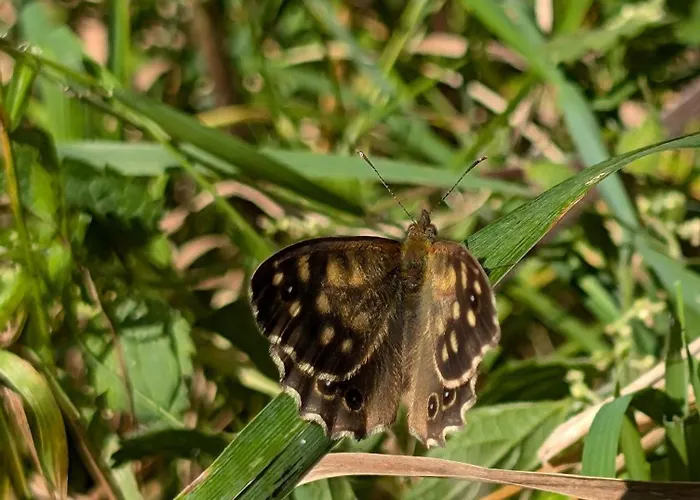Traumkrone - Abendrot Apartamento Schortens