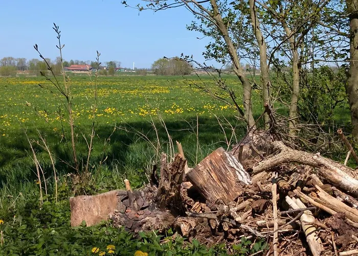 Traumkrone - Abendrot Schortens