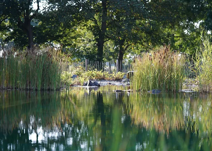 Traumkrone - Abendrot * Schortens