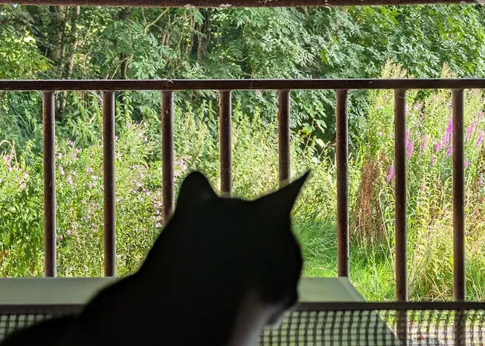 Traumkrone - Abendrot